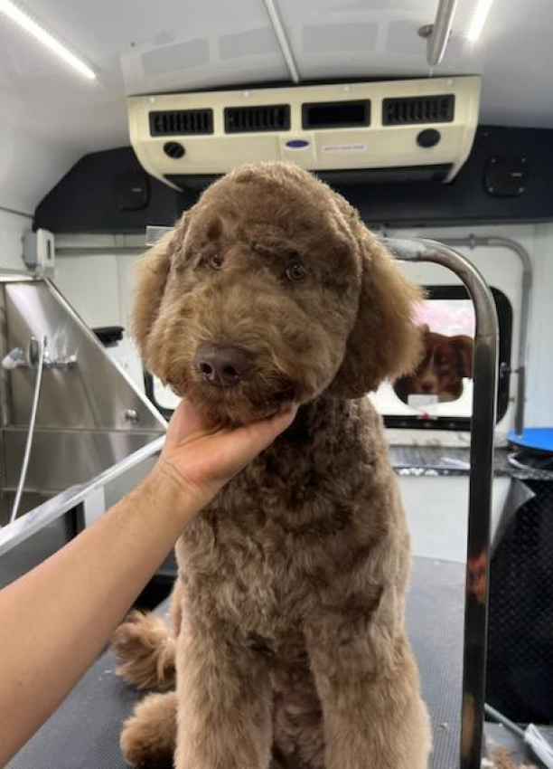 the traveling groomers 01