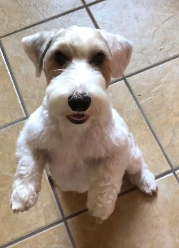 the traveling groomers 3