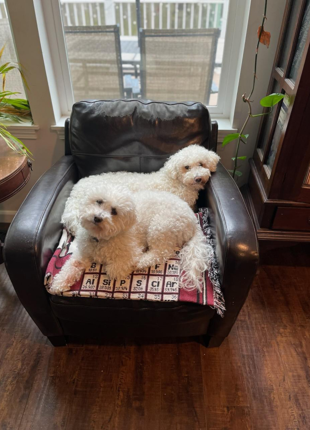 the traveling groomers 4